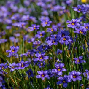 Western Blue Eyed Grass Seeds - 100 Sisyrinchium bellum Seeds for Pollinators, Perennial Wildflower - Image 6