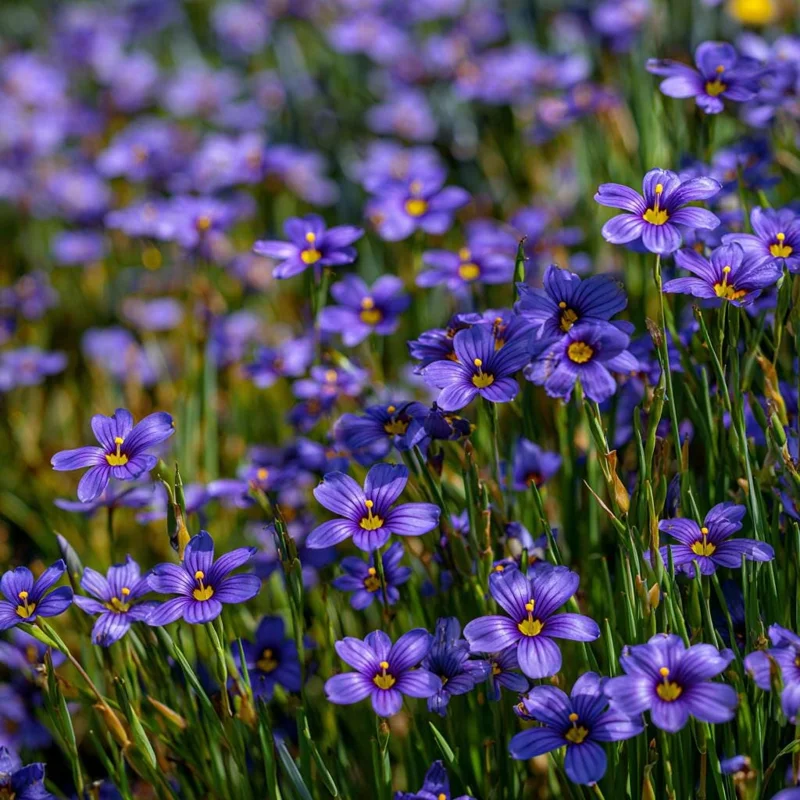 Western Blue Eyed Grass Seeds - 100 Sisyrinchium bellum Seeds for Pollinators, Perennial Wildflower - Image 6
