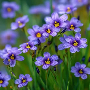 Western Blue Eyed Grass Seeds - 100 Sisyrinchium bellum Seeds for Pollinators, Perennial Wildflower - Image 1