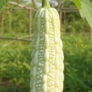 White Bitter Gourd Seeds - Heirloom Ivory Bitter Melon for Asian Cuisine - 10 Seeds - Image 1