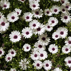 White Cape Daisy Seeds - Osteospermum spp. Perennial Flowers, 60 Seeds, Pollinator-Friendly - Image 2