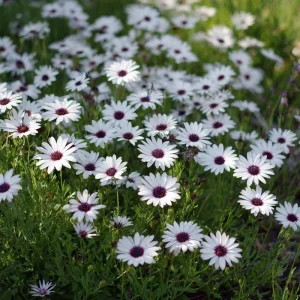 White Cape Daisy Seeds - Osteospermum spp. Perennial Flowers, 60 Seeds, Pollinator-Friendly - Image 3