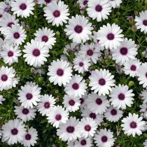 White Cape Daisy Seeds - Osteospermum spp. Perennial Flowers, 60 Seeds, Pollinator-Friendly - Image 4