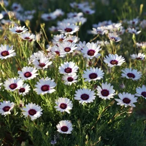 White Cape Daisy Seeds - Osteospermum spp. Perennial Flowers, 60 Seeds, Pollinator-Friendly - Image 6