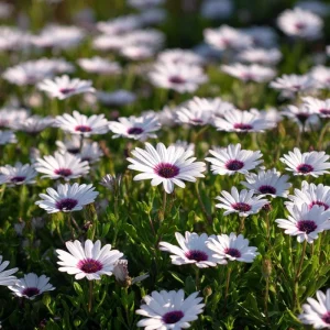 White Cape Daisy Seeds - Osteospermum spp. Perennial Flowers, 60 Seeds, Pollinator-Friendly - Image 1