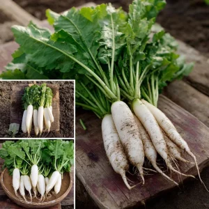White Icicle Radish Seeds - Heirloom Vegetable, Mild Flavor, 200 Seeds - Image 1