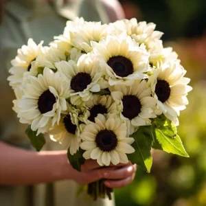 White Nite Sunflower Seeds - 20 Count - Creamy-White Blooms, Easy Grow Annual - Image 1