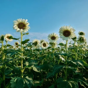 White Nite Sunflower Seeds - 20 Count - Creamy-White Blooms, Easy Grow Annual - Image 3