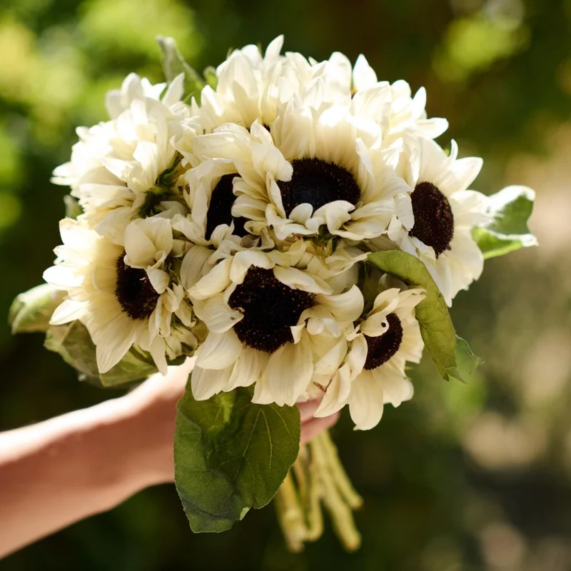 White Nite Sunflower Seeds - 20 Count - Creamy-White Blooms, Easy Grow Annual - Image 4