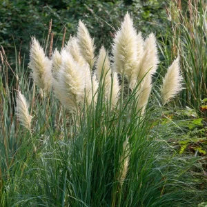 White Pampas Grass Seeds Cortaderia Selloana - 100 Seeds, Drought Tolerant Outdoor - Image 2