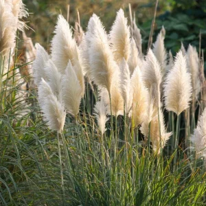 White Pampas Grass Seeds Cortaderia Selloana - 100 Seeds, Drought Tolerant Outdoor - Image 1