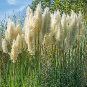 White Pampas Grass Seeds Cortaderia Selloana - 100 Seeds, Drought Tolerant Outdoor - Image 3