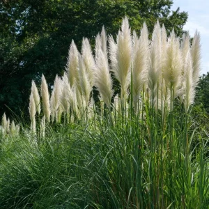 White Pampas Grass Seeds Cortaderia Selloana - 100 Seeds, Drought Tolerant Outdoor - Image 4