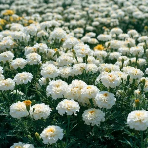 White Swan F1 Marigold Seeds - Edible Flowers, Long-Blooming Annual, 20 Seeds - Image 2