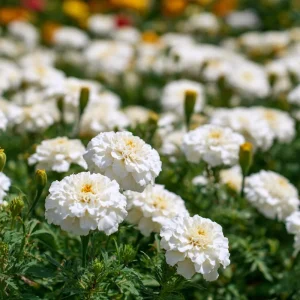 White Swan F1 Marigold Seeds - Edible Flowers, Long-Blooming Annual, 20 Seeds - Image 4