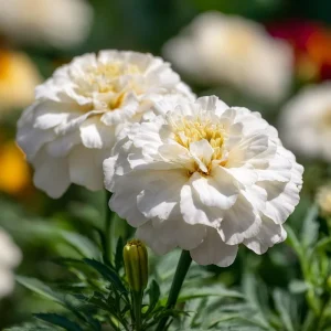 White Swan F1 Marigold Seeds - Edible Flowers, Long-Blooming Annual, 20 Seeds - Image 5