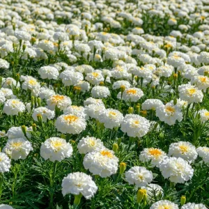 White Swan F1 Marigold Seeds - Edible Flowers, Long-Blooming Annual, 20 Seeds - Image 6