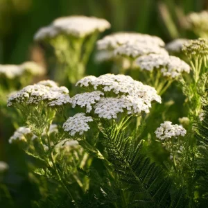 White Yarrow Seeds - 500 Achillea millefolium Perennial Flower Seeds, Attracts Pollinators - Image 1