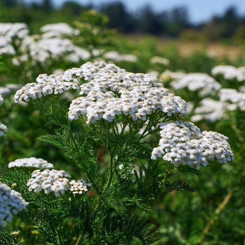 White Yarrow Seeds - 500 Achillea millefolium Perennial Flower Seeds, Attracts Pollinators - Image 2