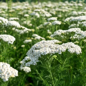 White Yarrow Seeds - 500 Achillea millefolium Perennial Flower Seeds, Attracts Pollinators - Image 4