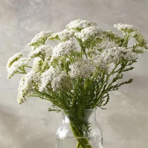 White Yarrow Seeds - 500 Achillea millefolium Perennial Flower Seeds, Attracts Pollinators - Image 5