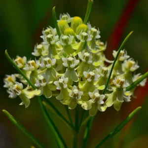 Whorled Milkweed Seeds - 50 Count Native Pollinator Plant for Monarchs - Image 2