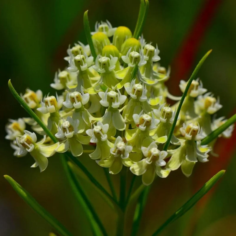 Whorled Milkweed Seeds - 50 Count Native Pollinator Plant for Monarchs - Image 2
