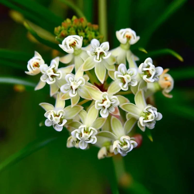Whorled Milkweed Seeds - 50 Count Native Pollinator Plant for Monarchs - Image 3