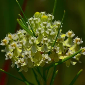 Whorled Milkweed Seeds - 50 Count Native Pollinator Plant for Monarchs - Image 4