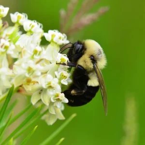 Whorled Milkweed Seeds - 50 Count Native Pollinator Plant for Monarchs - Image 1