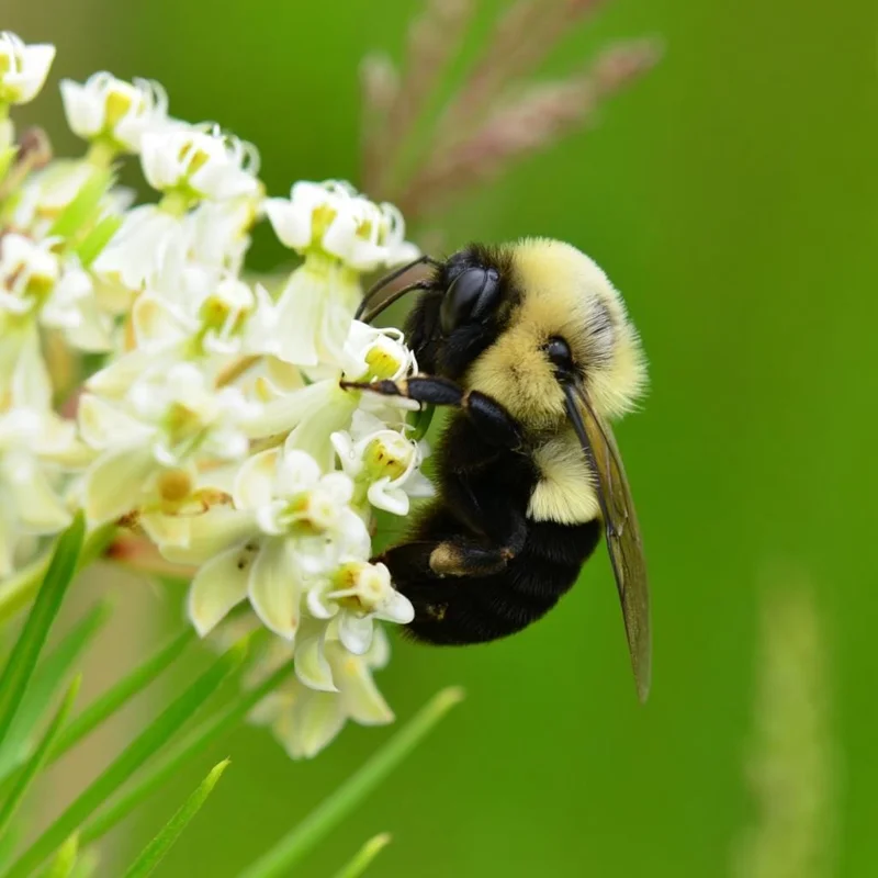Whorled Milkweed Seeds - 50 Count Native Pollinator Plant for Monarchs - Image 1
