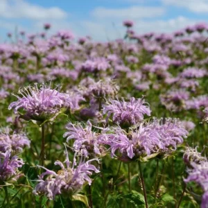 Wild Bergamot Seeds – Monarda Fistulosa 150 Seeds | Fragrant Purple Blooms | Pollinator Friendly Wildflower - Image 2