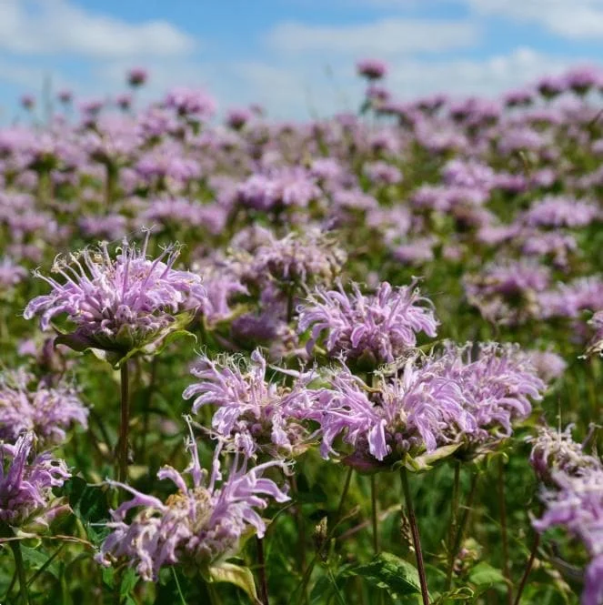 Wild Bergamot Seeds – Monarda Fistulosa 150 Seeds | Fragrant Purple Blooms | Pollinator Friendly Wildflower - Image 2