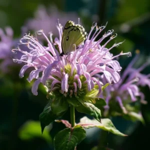 Wild Bergamot Seeds – Monarda Fistulosa 150 Seeds | Fragrant Purple Blooms | Pollinator Friendly Wildflower - Image 3