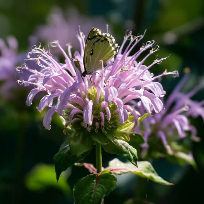 Wild Bergamot Seeds – Monarda Fistulosa 150 Seeds | Fragrant Purple Blooms | Pollinator Friendly Wildflower - Image 3