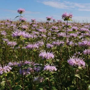 Wild Bergamot Seeds – Monarda Fistulosa 150 Seeds | Fragrant Purple Blooms | Pollinator Friendly Wildflower - Image 4