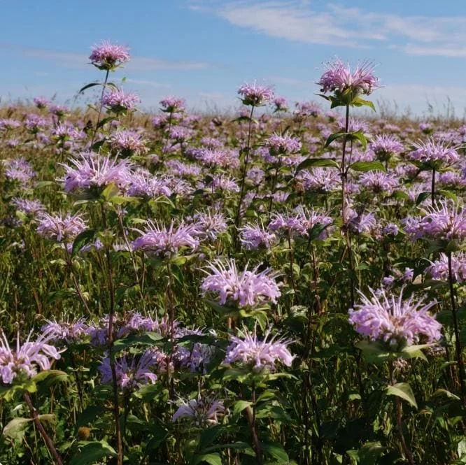 Wild Bergamot Seeds – Monarda Fistulosa 150 Seeds | Fragrant Purple Blooms | Pollinator Friendly Wildflower - Image 4