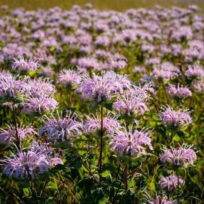 Wild Bergamot Seeds – Monarda Fistulosa 150 Seeds | Fragrant Purple Blooms | Pollinator Friendly Wildflower - Image 5