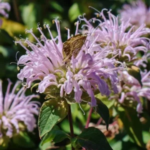 Wild Bergamot Seeds – Monarda Fistulosa 150 Seeds | Fragrant Purple Blooms | Pollinator Friendly Wildflower - Image 1
