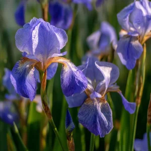 Wild Blue Iris Seeds - Rocky Mountain Iris, 25 Seeds, Blue-Violet Blooms, Outdoor Perennial - Image 2