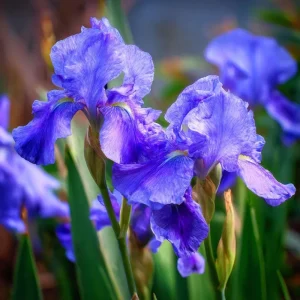 Wild Blue Iris Seeds - Rocky Mountain Iris, 25 Seeds, Blue-Violet Blooms, Outdoor Perennial - Image 3