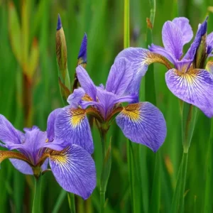 Wild Blue Iris Seeds - Rocky Mountain Iris, 25 Seeds, Blue-Violet Blooms, Outdoor Perennial - Image 4