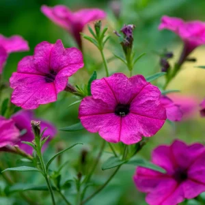 Wild Petunia Seeds - 250 Colorful Hardy Blooms, Easy Annual for Gardens & Containers - Image 3