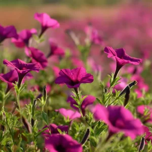 Wild Petunia Seeds - 250 Colorful Hardy Blooms, Easy Annual for Gardens & Containers - Image 4