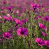 Wild Petunia Seeds - 250 Colorful Hardy Blooms, Easy Annual for Gardens & Containers - Image 1