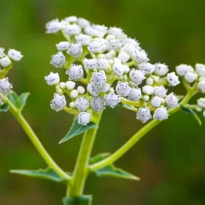 Wild Quinine Seeds - 50 Count Pack, American Feverfew, Heirloom Medicinal Herb for Pollinators, Native Perennial - Image 2