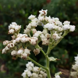 Wild Quinine Seeds - 50 Count Pack, American Feverfew, Heirloom Medicinal Herb for Pollinators, Native Perennial - Image 3
