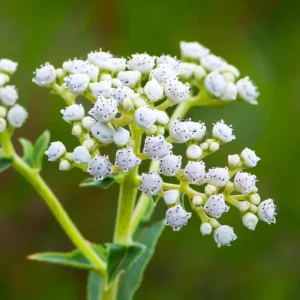 Wild Quinine Seeds - 50 Count Pack, American Feverfew, Heirloom Medicinal Herb for Pollinators, Native Perennial - Image 5