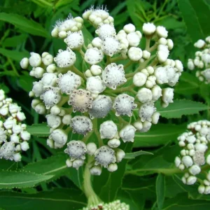 Wild Quinine Seeds - 50 Count Pack, American Feverfew, Heirloom Medicinal Herb for Pollinators, Native Perennial - Image 6