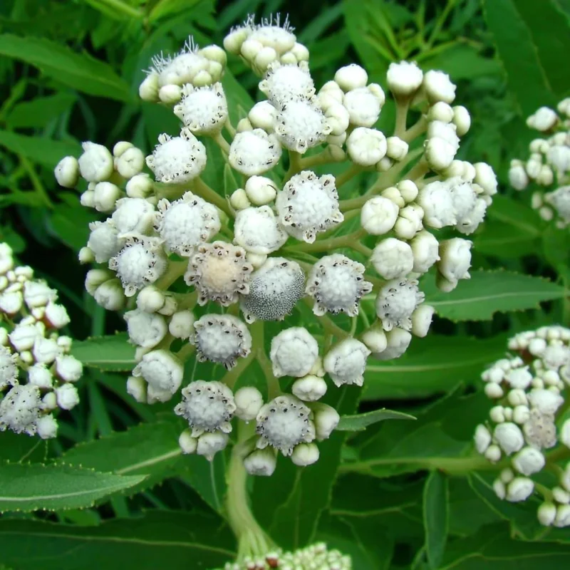 Wild Quinine Seeds - 50 Count Pack, American Feverfew, Heirloom Medicinal Herb for Pollinators, Native Perennial - Image 6
